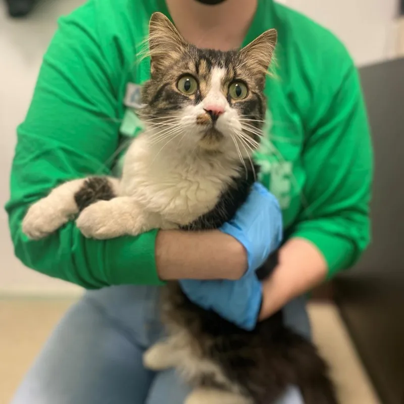 A senior small-sized male Domestic Long Hair cat named Germ for adoption in Birdsboro, PA