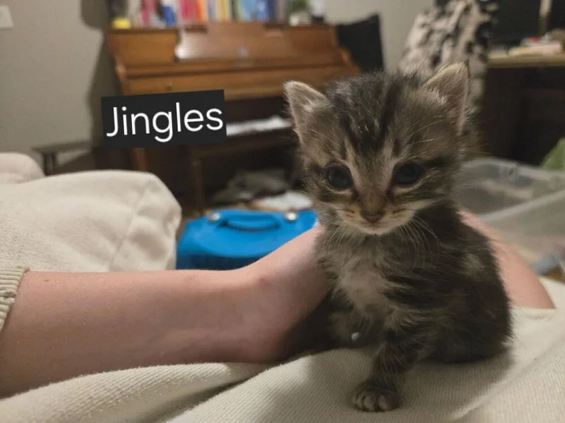A young small-sized female Domestic Short Hair cat named Jingles for adoption in Papillion, NE