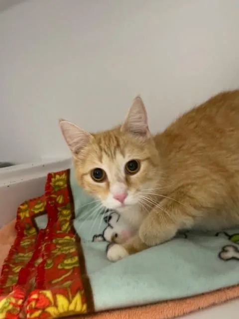 An adult medium-sized female Orange & White Domestic Short Hair cat named Amber for adoption in Hayward, WI