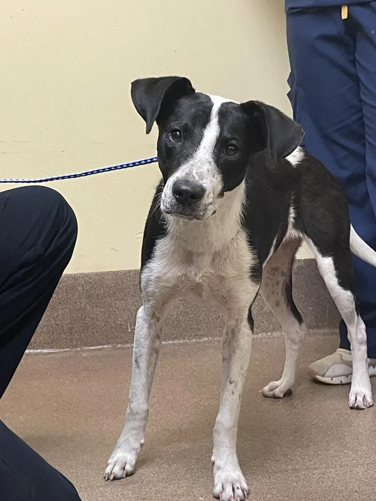 Cressida Cowper thumbnail 2