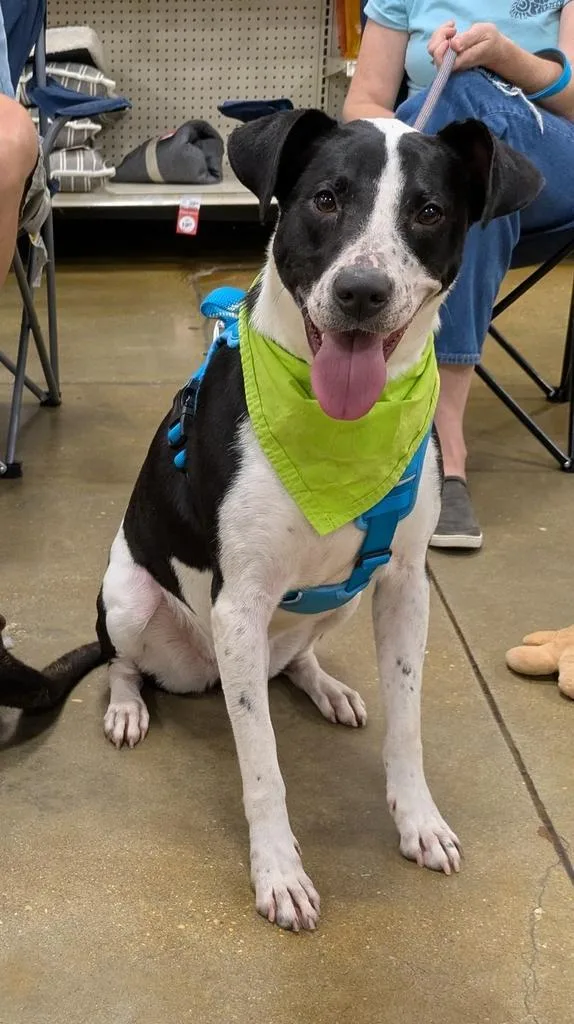 Cressida Cowper thumbnail 3