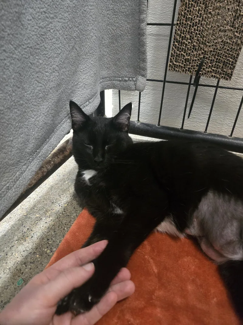 An adult medium-sized female Domestic Short Hair cat named Hera for adoption in Columbus, OH