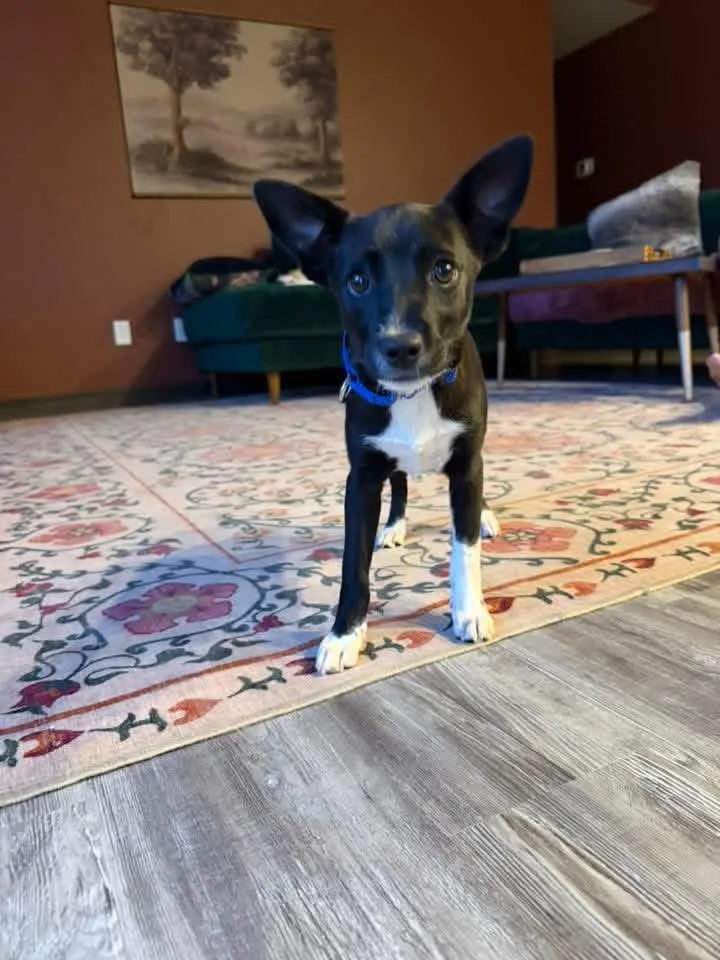 A baby medium-sized female Terrier dog named Nani for adoption in New London, WI
