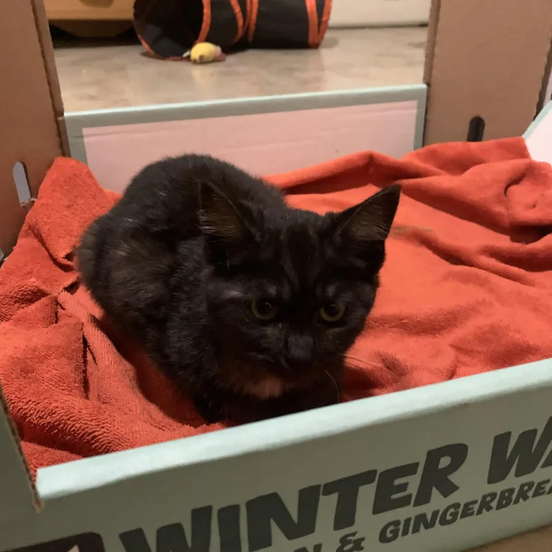 Wednesday thumbnail 2