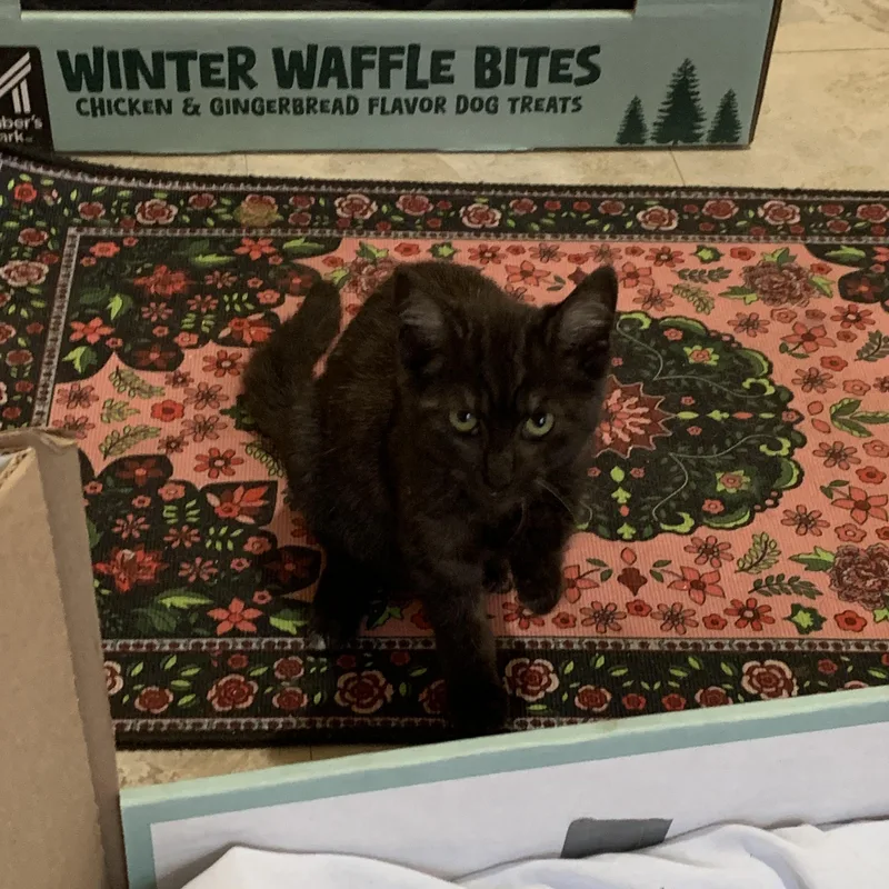 Wednesday thumbnail 3