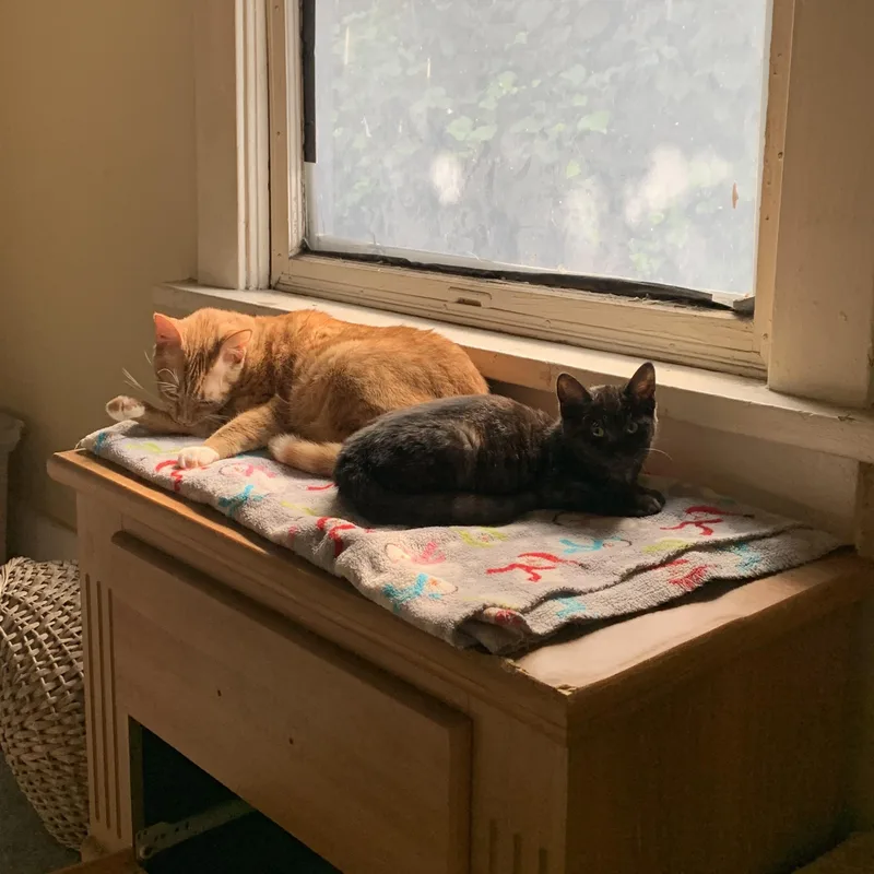 Wednesday thumbnail 4