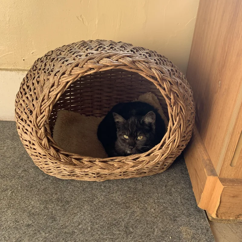 Wednesday thumbnail 5