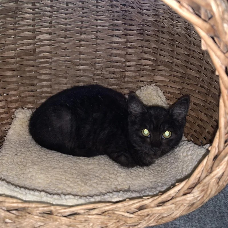 Wednesday thumbnail 6