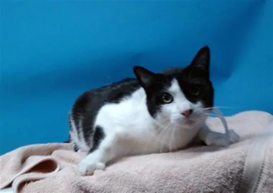 An adult medium-sized male Domestic Short Hair cat named Munchie for adoption in Gardena, CA