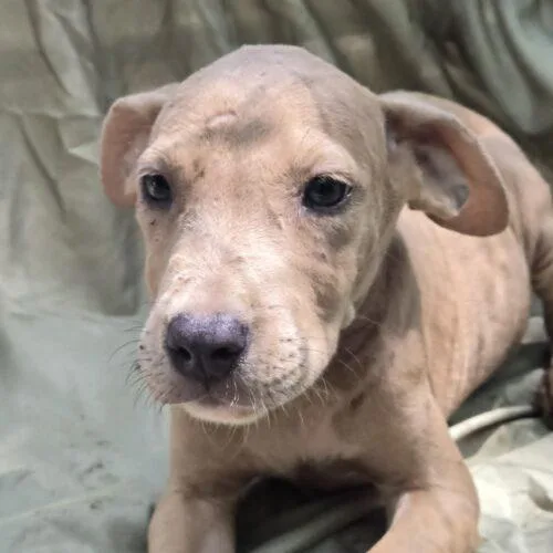 A baby small-sized male Yellow / Tan / Blond / Fawn Pit Bull Terrier dog named Andrew for adoption in Jackson, LA