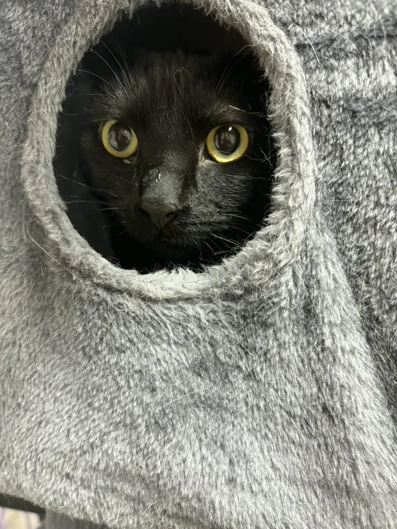 A young medium-sized male Black American Shorthair cat named Roscoe for adoption in Highland Park, NJ