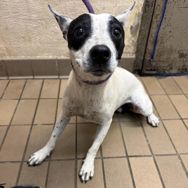 A young medium-sized female Terrier dog named Alice for adoption in Birmingham, AL