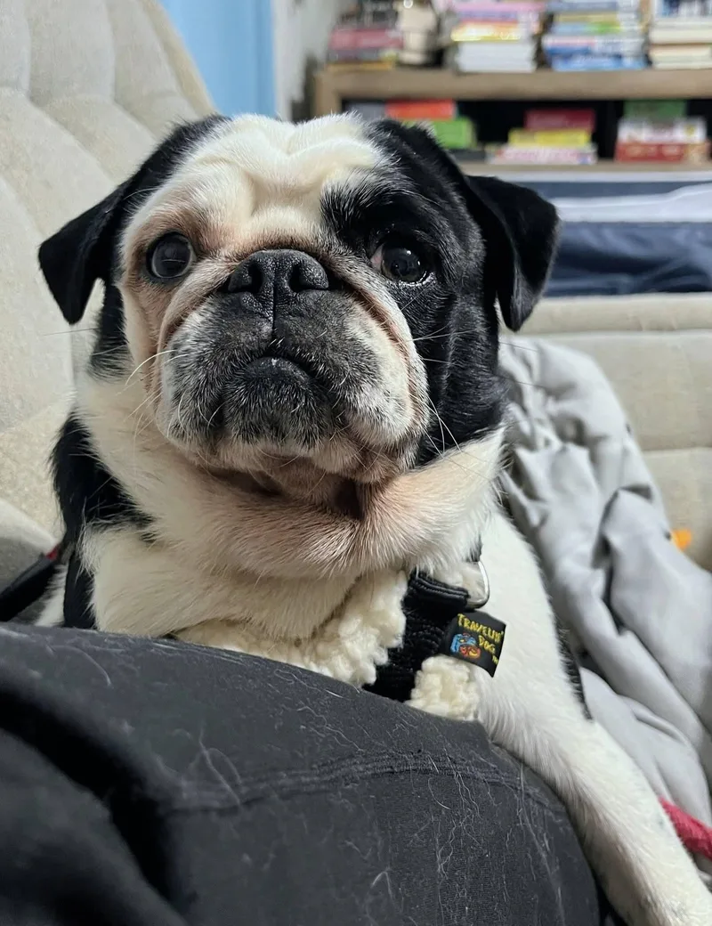 A young small-sized male Bicolor Pug dog named Journey for adoption in Wedgefield, SC