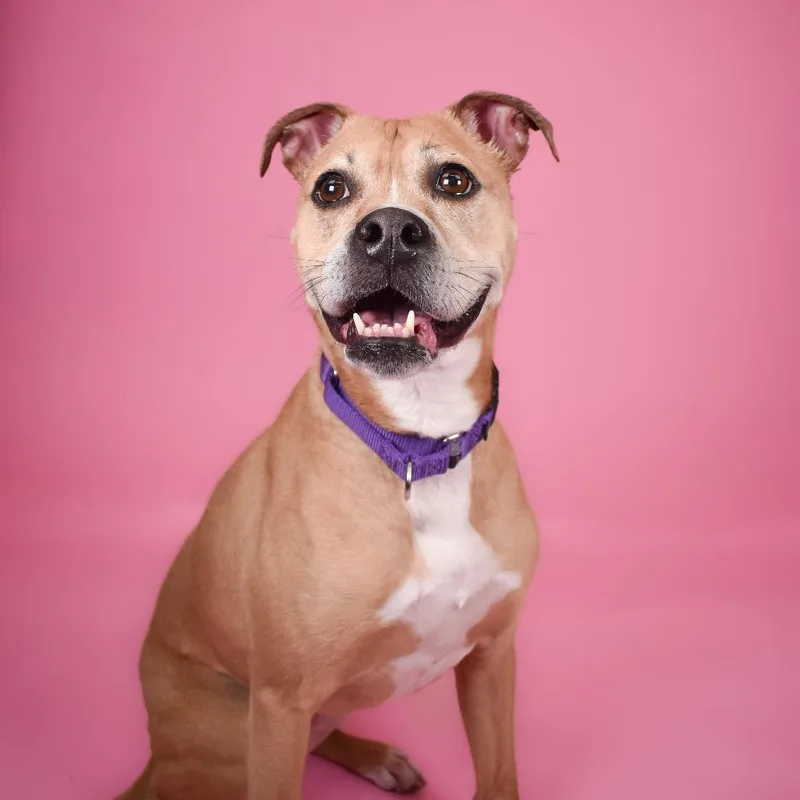 An adult medium-sized female Yellow / Tan / Blond / Fawn Boxer dog named Rosie for adoption in West Palm Beach, FL