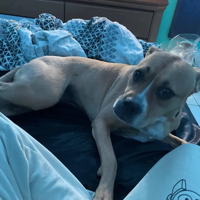 Rosie thumbnail 2