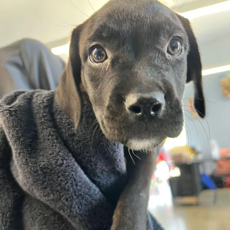 A young small-sized female Black Labrador Retriever dog named Midnight for adoption in Kingman, AZ