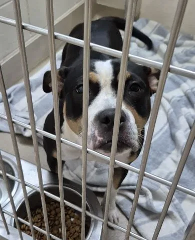 A young large-sized female Pit Bull Terrier dog named Thalia for adoption in Decatur, IL
