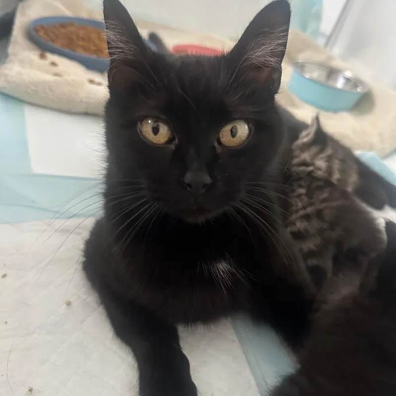 A young small-sized female Black Domestic Short Hair cat named Angel for adoption in Winchester, VA