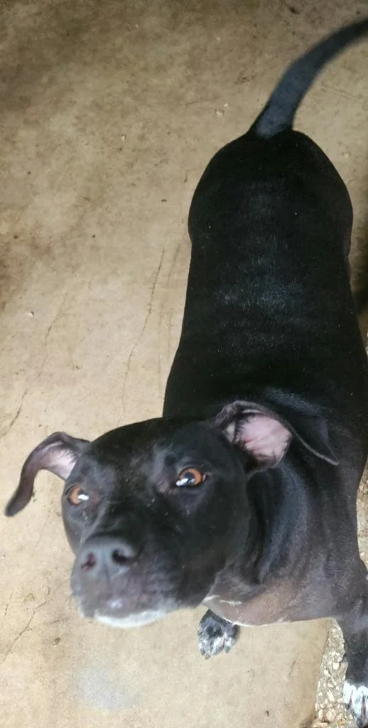 An adult medium-sized female Pit Bull Terrier dog named Princess for adoption in Tampa, FL