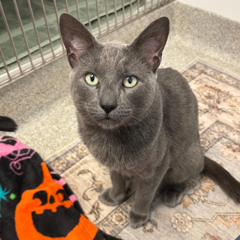 An adult medium-sized male Gray / Blue / Silver Domestic Short Hair cat named Gizmo  Bonded With for adoption in Naperville, IL