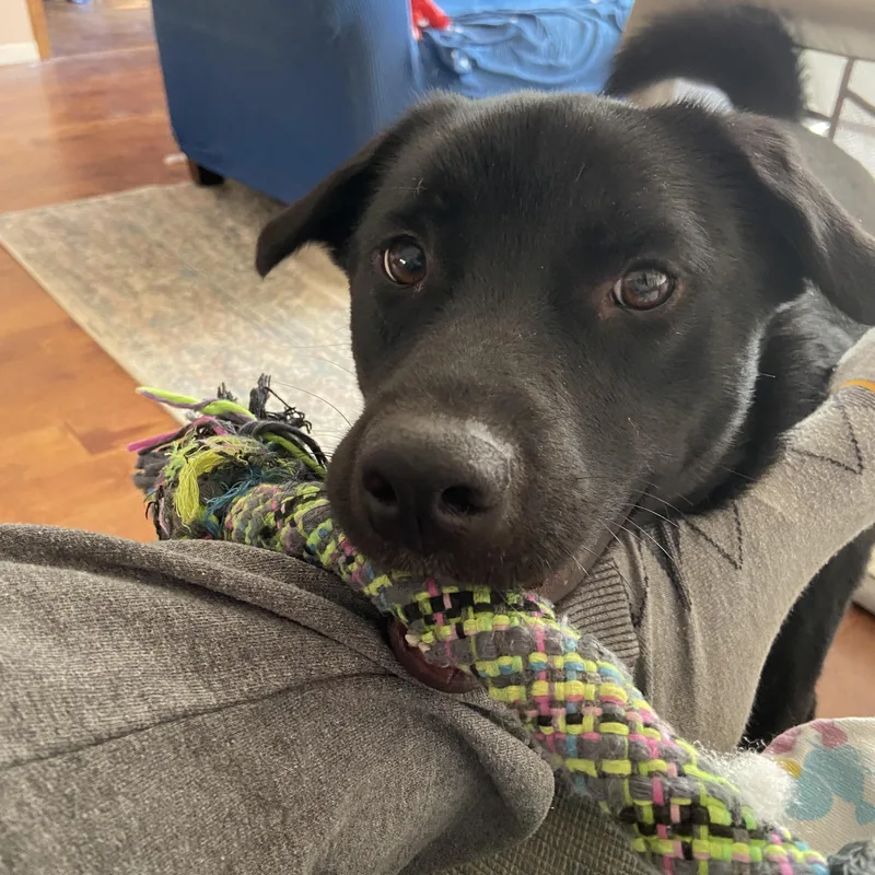 Pepper thumbnail 2