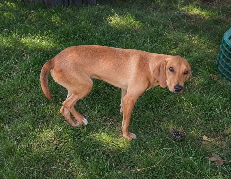 A young medium-sized male American Foxhound dog named Koda for adoption in TULSA, OK