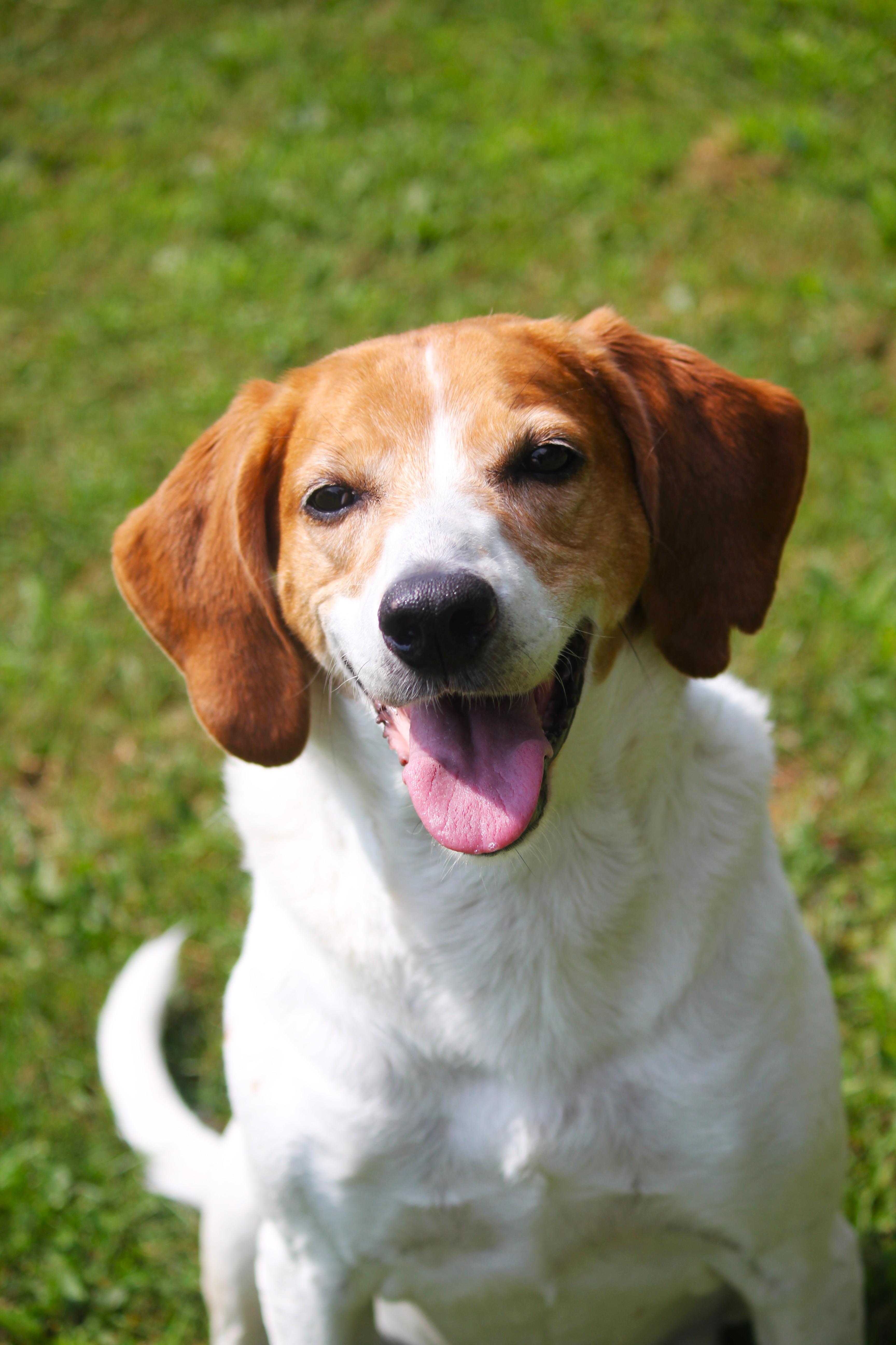 A senior large-sized female Treeing Walker Coonhound dog named Lady for adoption in Hayward, WI