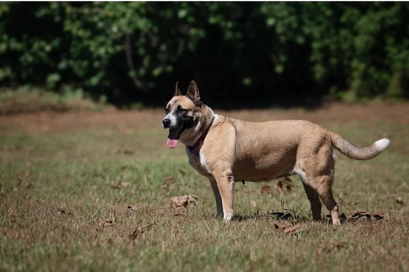 An adult medium-sized female Yellow / Tan / Blond / Fawn Shepherd dog named Fate for adoption in Humble, TX