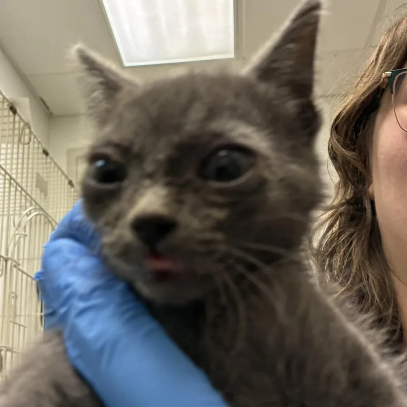 A baby small-sized male Gray / Blue / Silver Domestic Short Hair cat named 71675 for adoption in Harrisonburg, VA