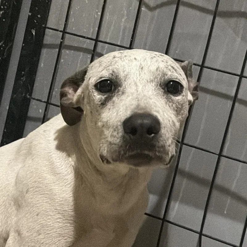 A baby small-sized female Pit Bull Terrier dog named Cadi for adoption in Birmingham, AL