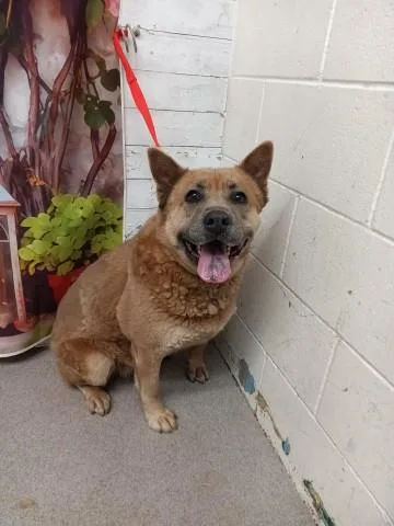 An adult large-sized female Chow Chow dog named Garnet for adoption in San Bernardino, CA