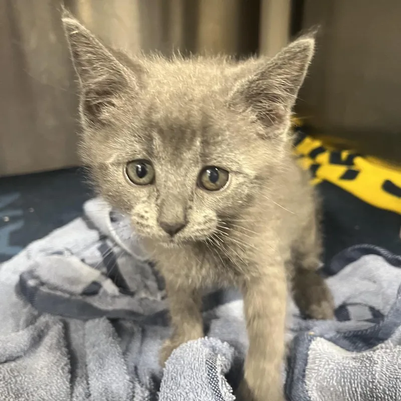 A baby small-sized male Gray / Blue / Silver Domestic Short Hair cat named Jelly for adoption in Fort Wayne, IN