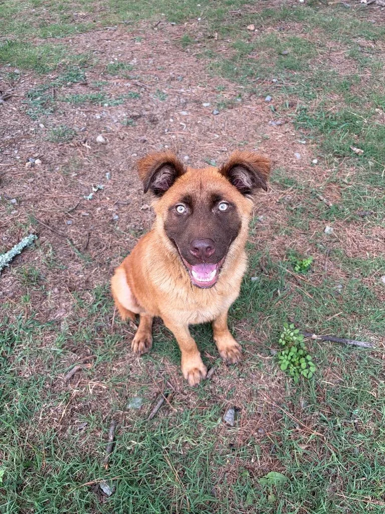 Moose  Petey