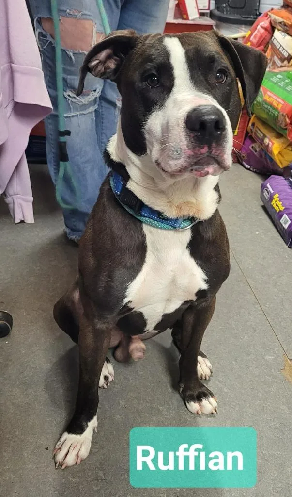 A young large-sized male Pit Bull Terrier dog named Ruffian for adoption in Richmond, IN