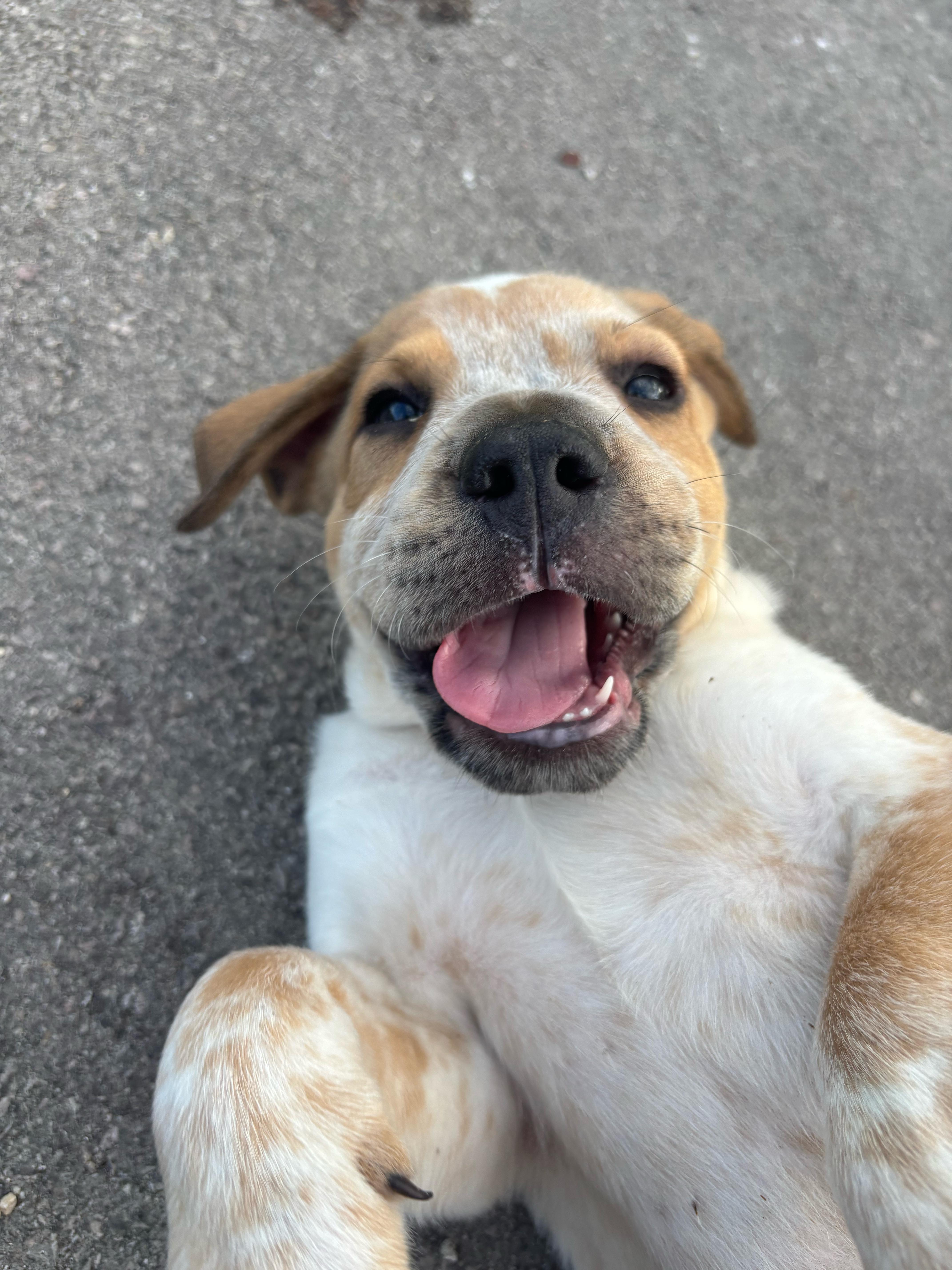 A baby medium-sized male White / Cream Australian Cattle Dog / Blue Heeler named Conner for adoption in Pflugerville, TX