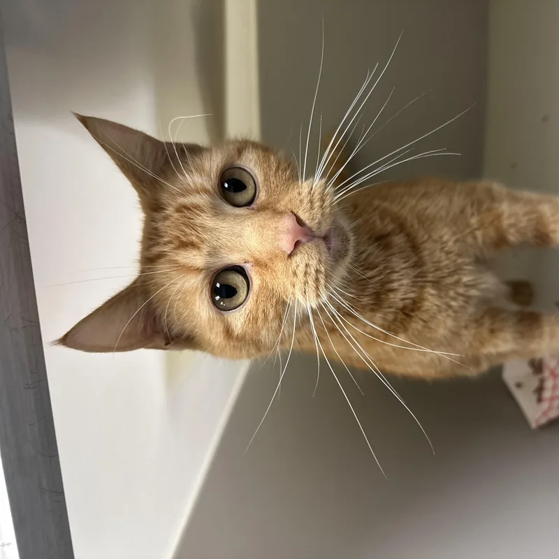 An adult medium-sized male Orange / Red Domestic Short Hair cat named Guacamole for adoption in Stafford, VA