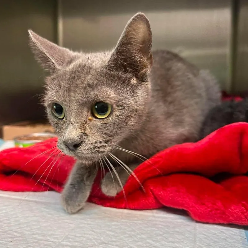 An adult small-sized female Gray / Blue / Silver Domestic Short Hair cat named Muffin for adoption in Shinnston, WV