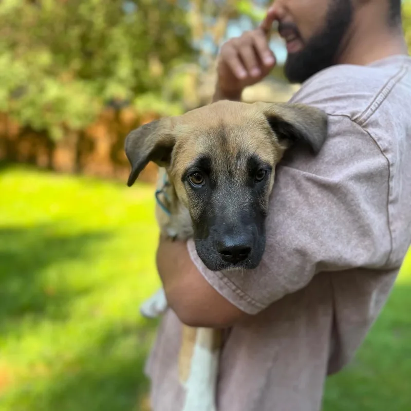 A baby medium-sized female Brown / Chocolate Mixed Breed dog named Sara for adoption in Buffalo, MN