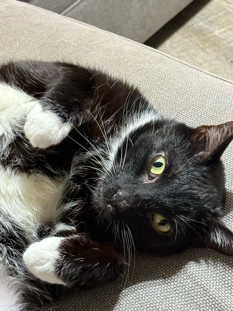 Carlos Santana thumbnail 2