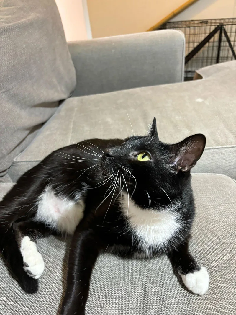 Carlos Santana thumbnail 3