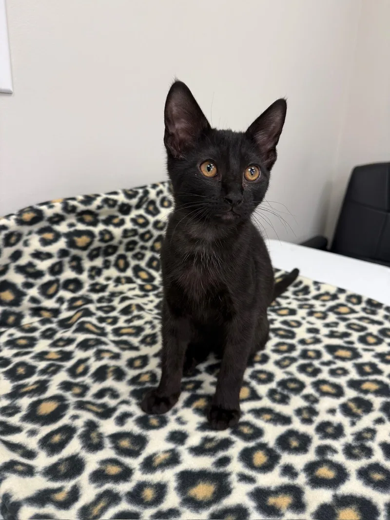 A baby medium-sized male Smoke Domestic Short Hair cat named Jaro for adoption in Hartville, OH