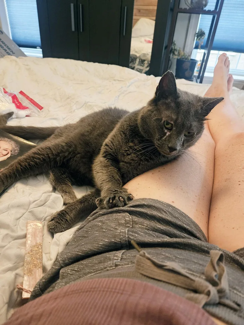 An adult medium-sized male Gray / Blue / Silver Domestic Short Hair cat named Huckleberry Hadfield for adoption in Philadelphia, PA