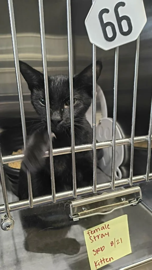 A young medium-sized female Domestic Short Hair cat named Bianca for adoption in Maryville, TN