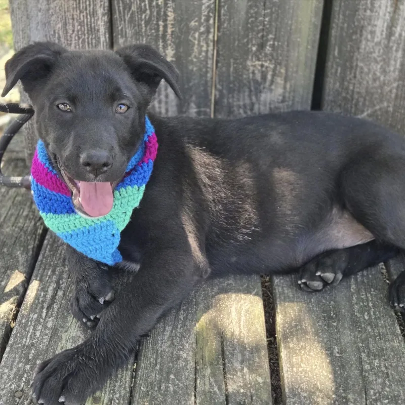 A young medium-sized male Black Labrador Retriever dog named Miguel for adoption in West Grove, PA