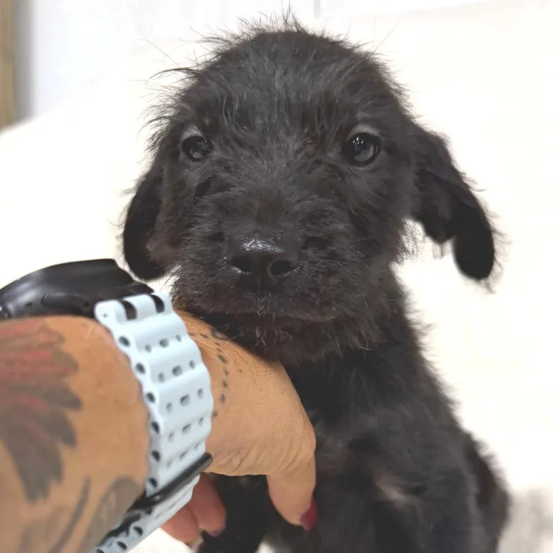 A baby medium-sized male Black Poodle dog named Jock for adoption in Duck River, TN
