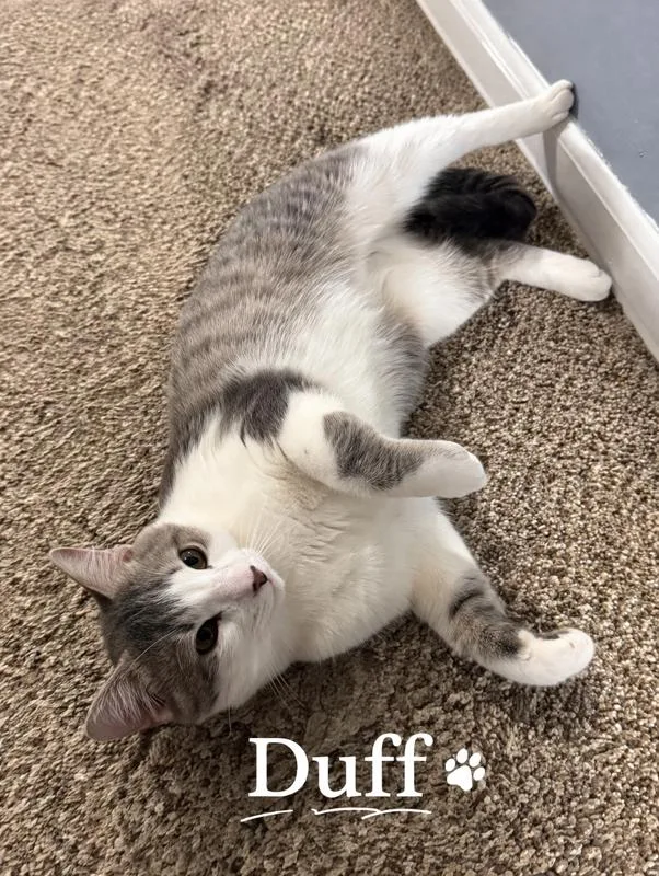 A baby small-sized male Gray & White Domestic Short Hair cat named Duff for adoption in Turnersville, NJ