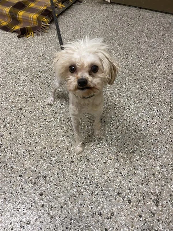 Gouda
