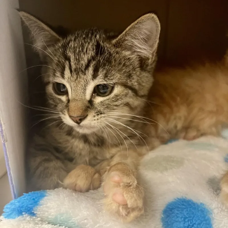 A baby small-sized female Brown / Chocolate Domestic Short Hair cat named Sumia for adoption in Tacoma, WA