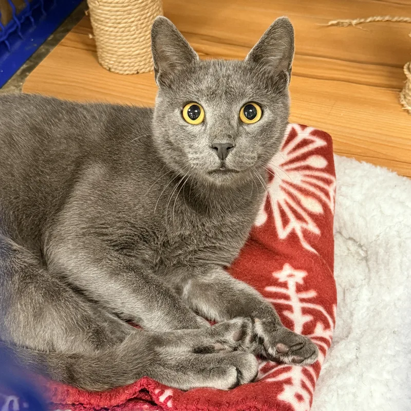 An adult medium-sized male Russian Blue cat named Messi for adoption in Collierville, TN