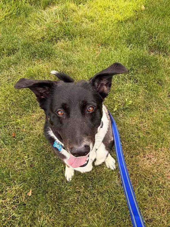 An adult large-sized male Tricolor (Brown, Black, & White) Border Collie dog named Bosa for adoption in New Albany, OH